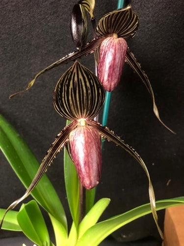 Paph. Wayne Booth x rothschildianum- Non Bloom