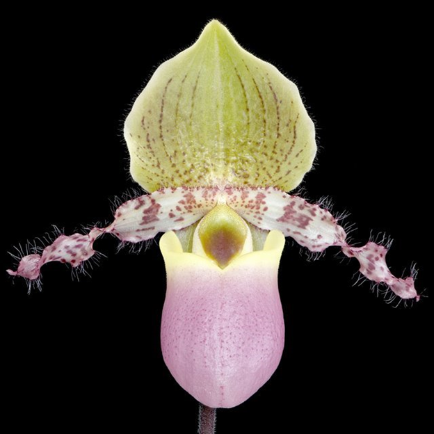 Paph. Caroline Hands- Non Bloom