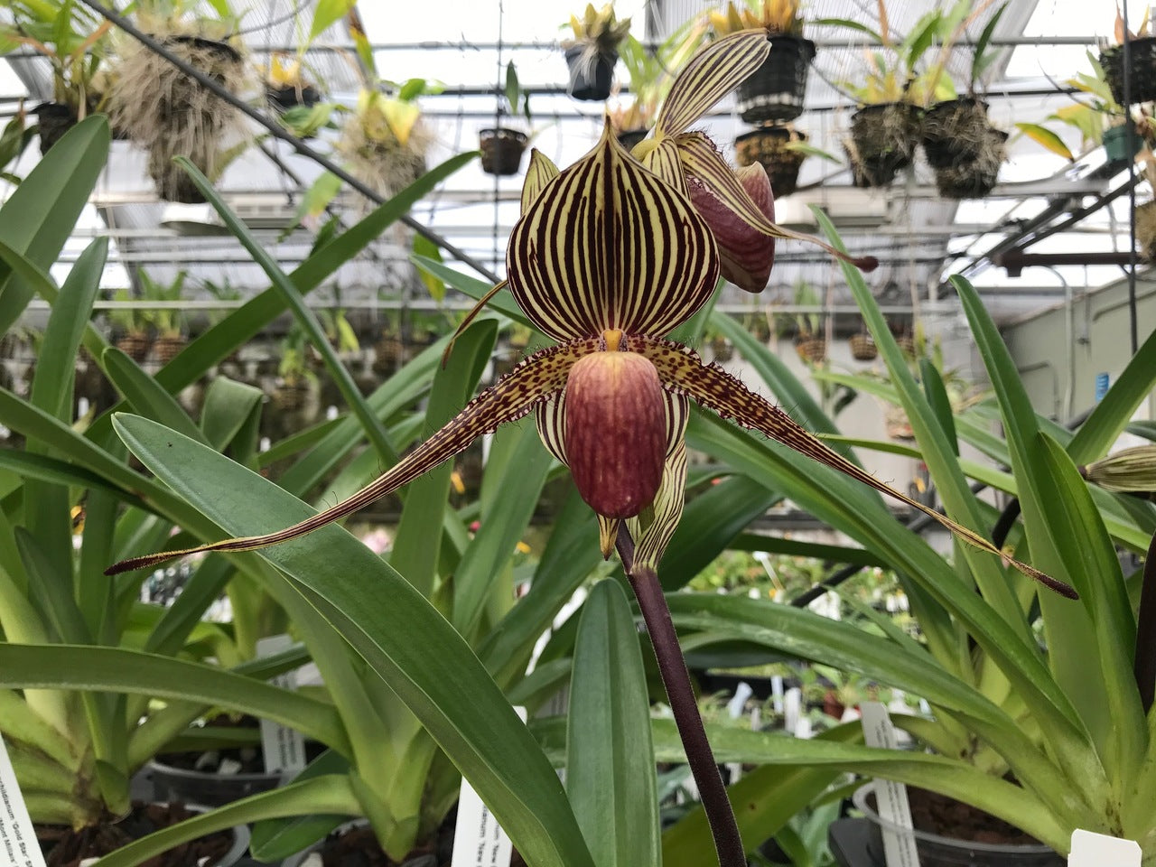 Paph. rothschildianum x sib- Non Bloom