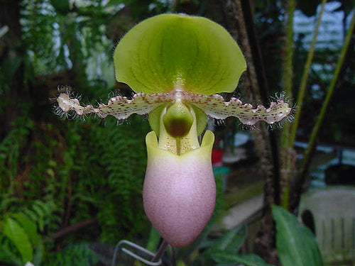 Paph. Pinnochio Cupping x primulinum alba 'Green Tea'