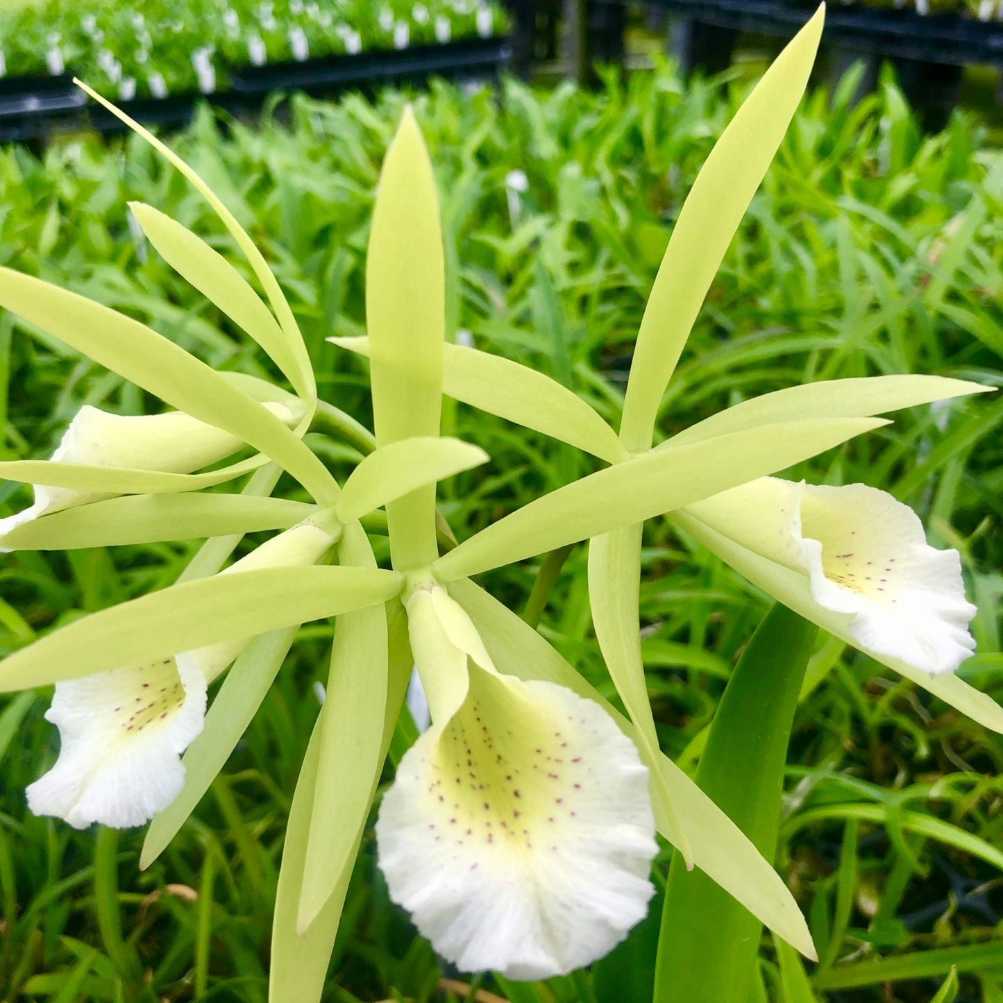 Procatavola Key Lime Stars