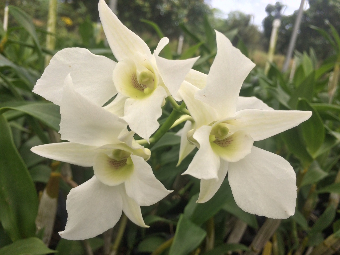 D.Peter Shen x johnsonaie