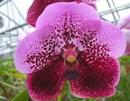 V. Pimchai 'Kalapana'- Blooming Size