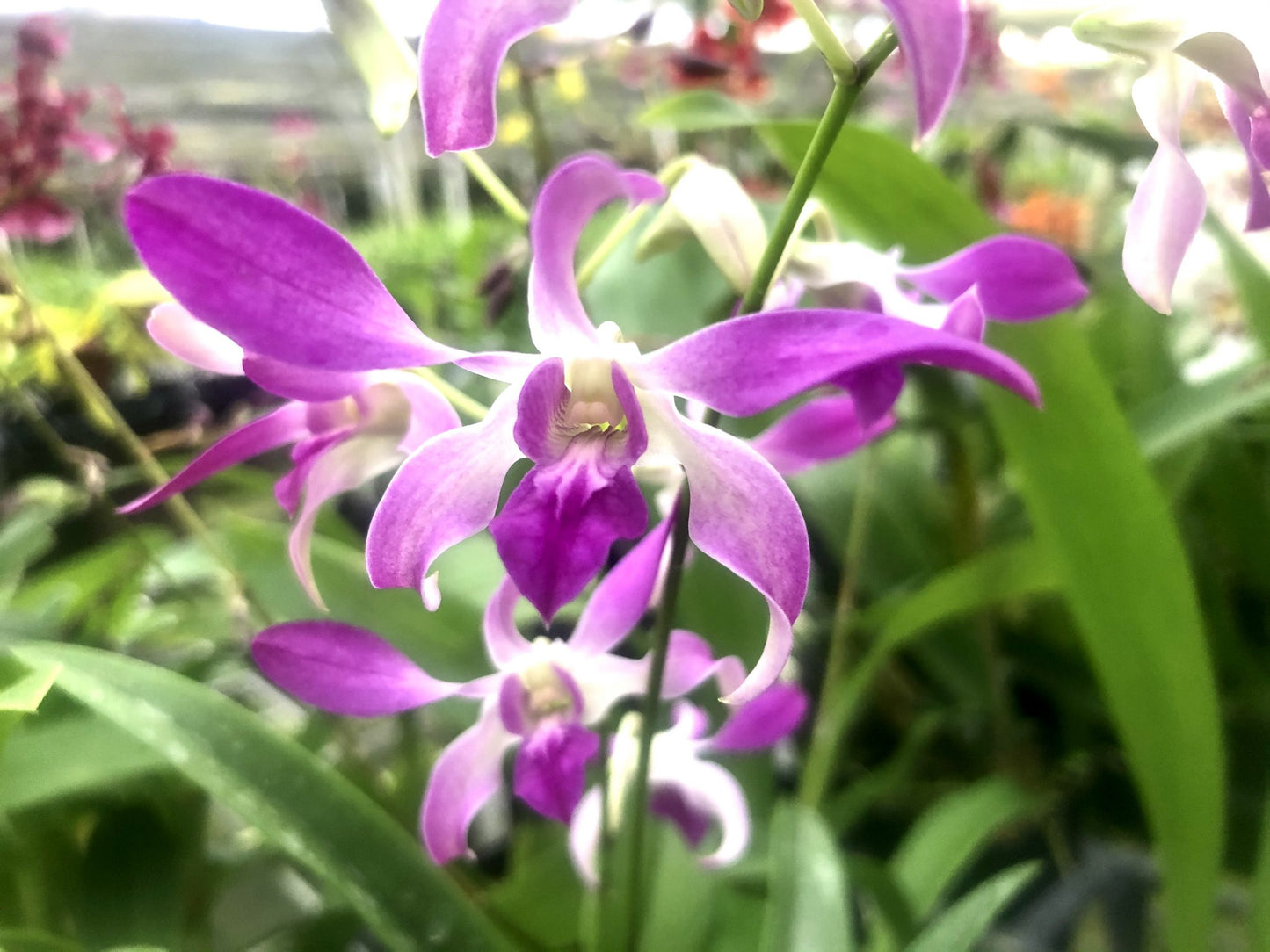 Den. Pink Antelope