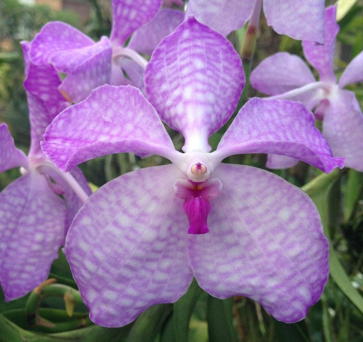 V. Pink Drop x coerulea 'Pink'- Blooming Size