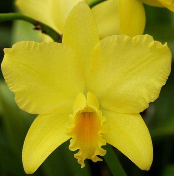 Pot. Jim Nickou James x Rlc. Kaboom ‘SVO’- Non Bloom