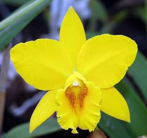 Pot. Love Passion 'Orange Bird' x Lc . Trick or Treat 'Orange Beauty'- Non Bloom