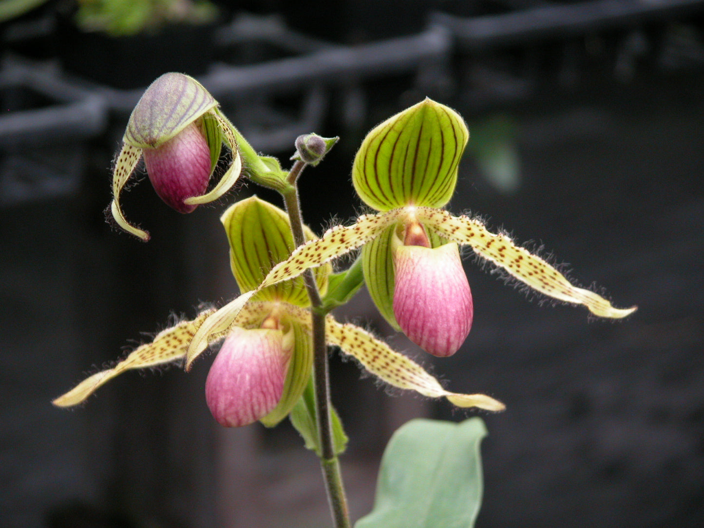 Paph. Prime Child- Blooming Size