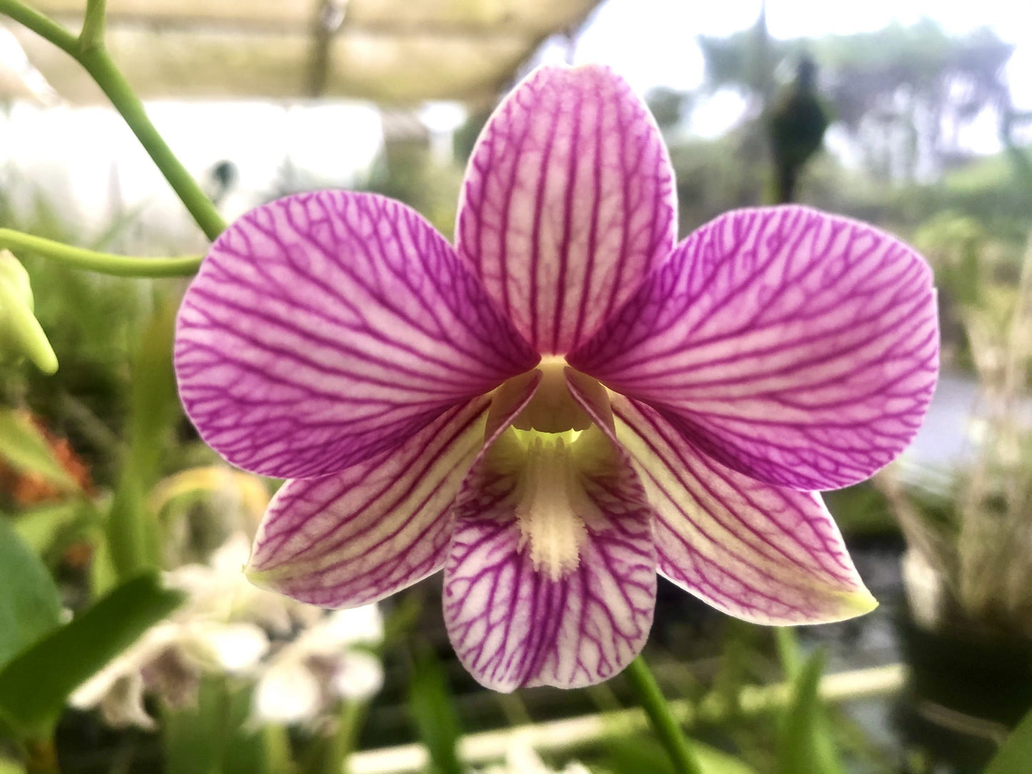 Den. Raspberry Stripes