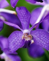 V. Red Scarlet x Kultana Blue- Blooming Size