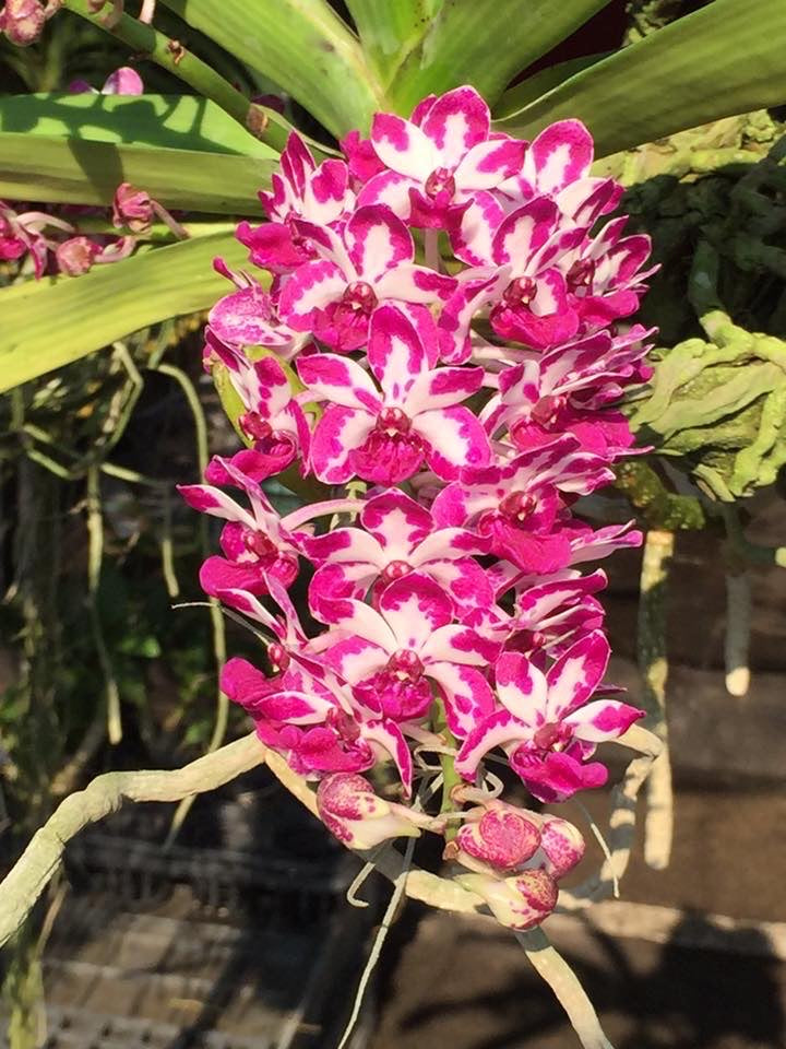 Rhy. gigantea Red Spots- Non Bloom