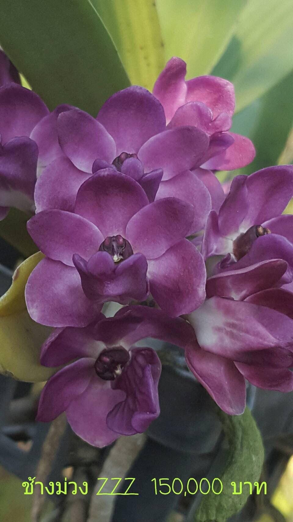 4" Rhy. gigantea 'Ice Blue'- Non Blooming