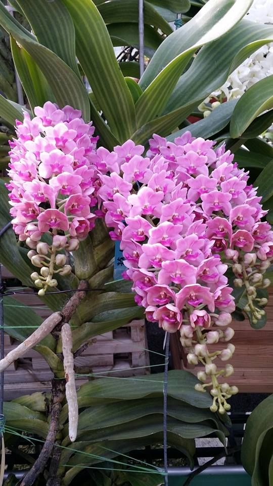 Rhy. gigantea Pink- Non Bloom
