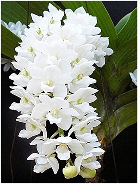 Rhy. retusa alba- Blooming Size
