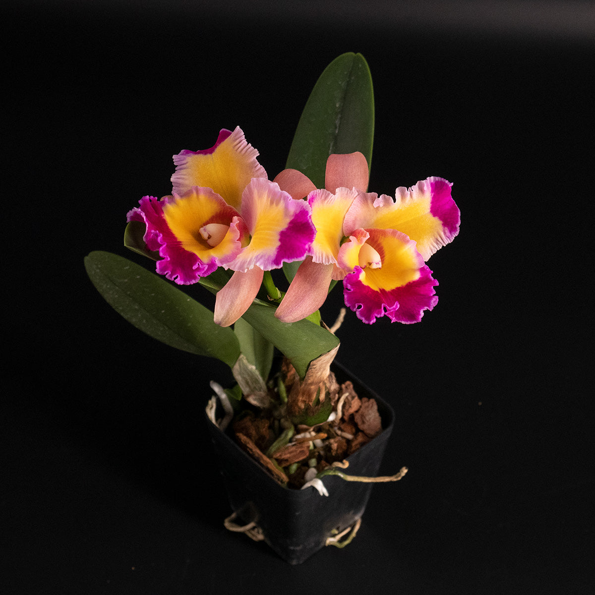 Rhyncholaeliocattleya [Rlc.] Dick Smith 'Paradise' – Kalapana