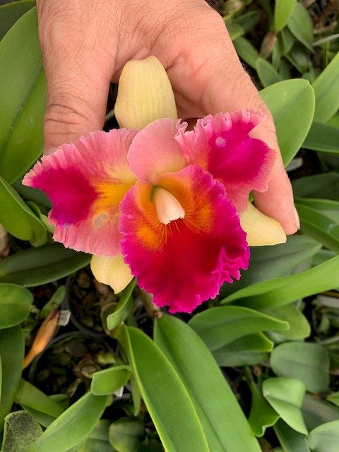 Rlc . Amazing Thailand x Rlc . Yen 24 Carat- Blooming Size
