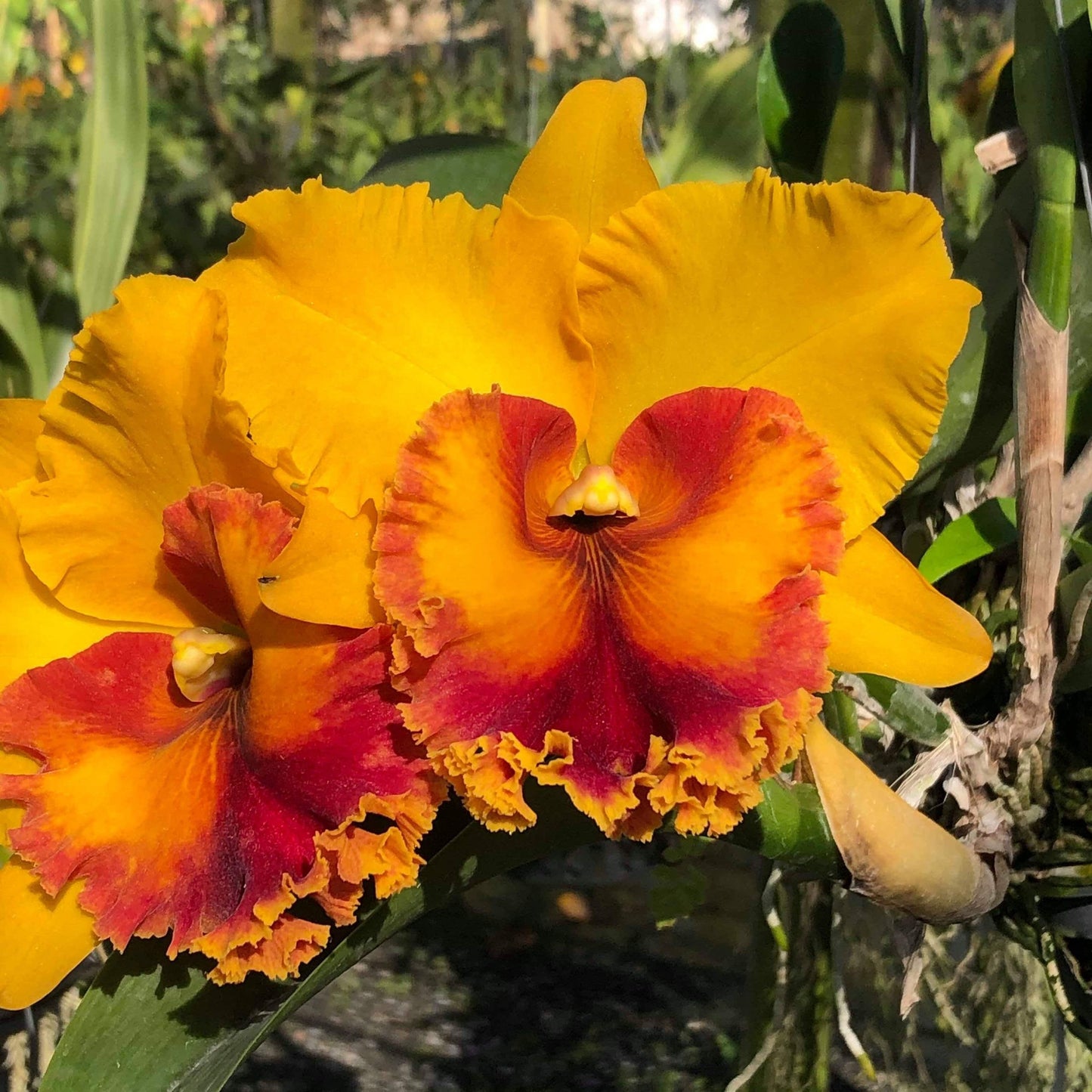 Rlc . Monthatip Belle