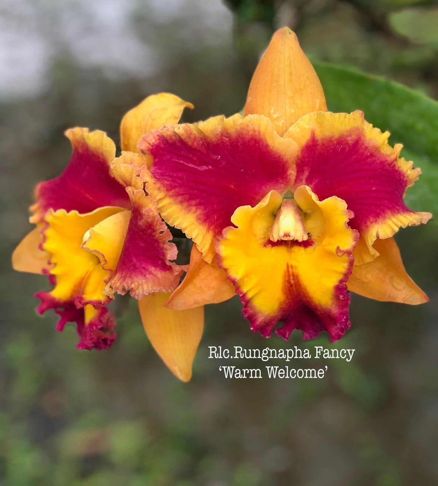 Rlc . Rungnapha Fancy- Blooming Size