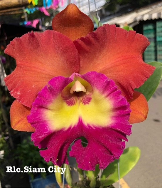 4" Rlc. Siam City- Non Bloom