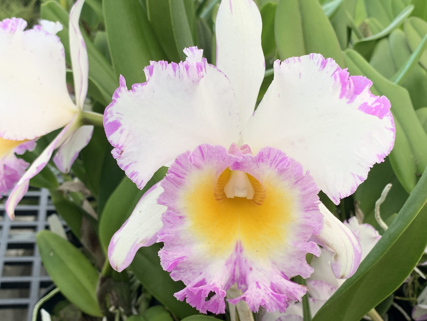 Rlc. Mahina Yahiro 'Julie' - RARE FIND