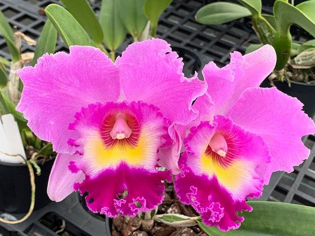 Rlc. Tokyo Bay ‘Victory’ x Rlc. Pamela Hetherington ‘Coronation’- Blooming Size