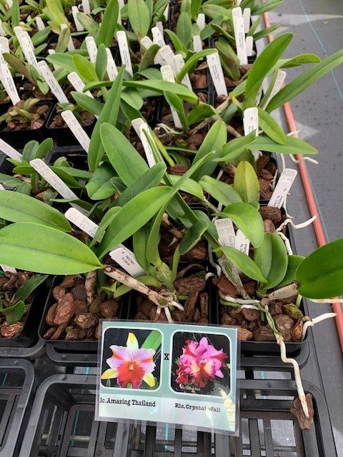 Rlc. Amazing Thailand x Chrystal Wall- Non Bloom