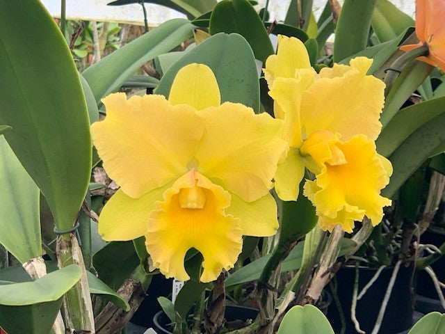Rlc. Andean Treasure ’Shogun Hawaii’- Non Bloom