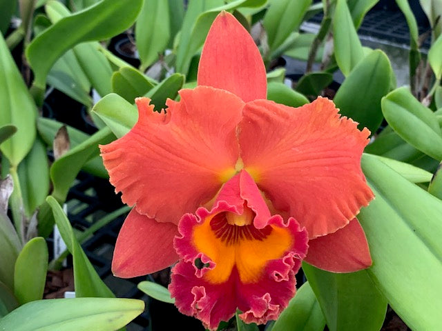 Assorted Large Cattleya in bud.