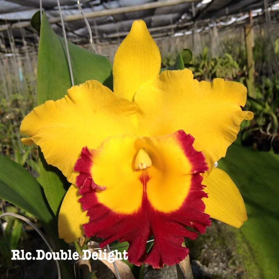 4" Rlc. Double Delight- Non Blooming