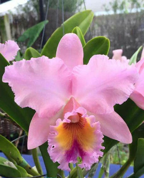 Rlc. George King 'Serendipity'- Non Bloom