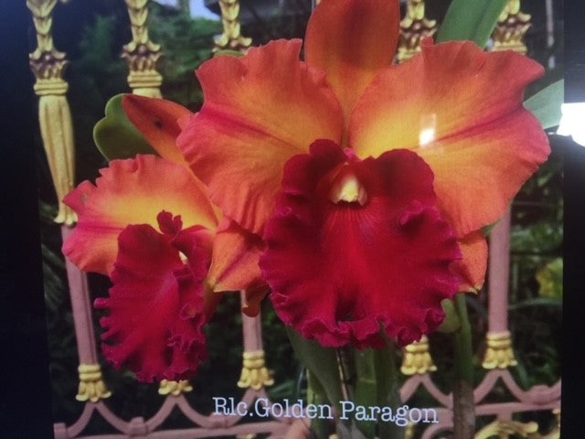 Rlc. Golden Paragon- Blooming Size