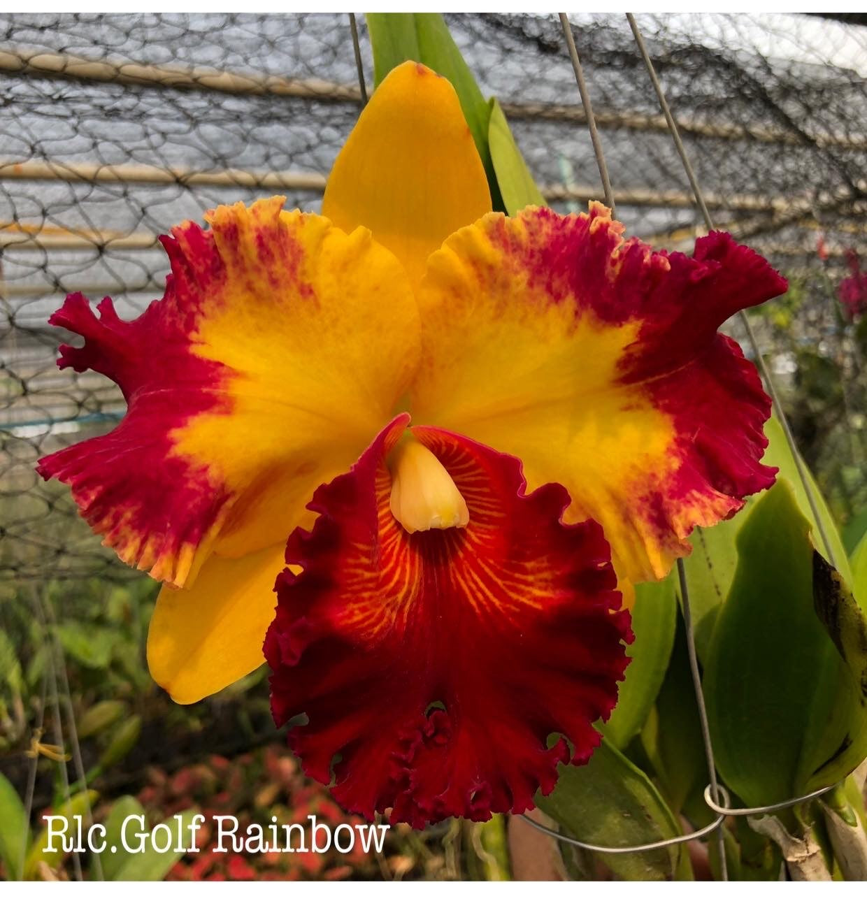 Rlc. Golf Rainbow- Non Bloom