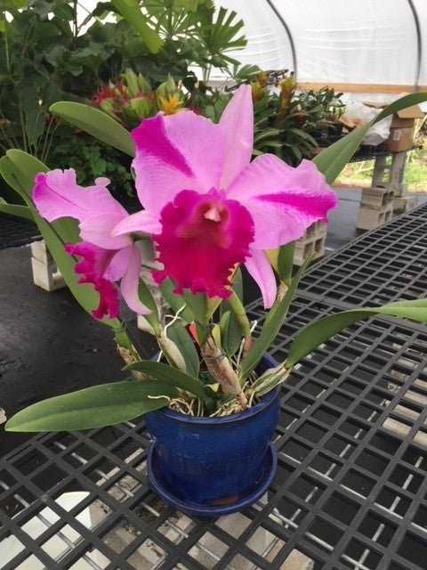 4" Rlc. Jennifer Off 'Joan'- Non Bloom