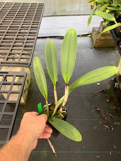 Rlc. Karen's Sunrise x George King 'Serendipity'- Non Bloom