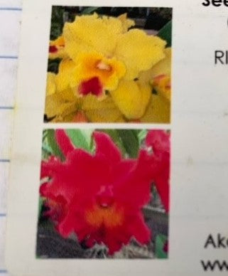 Rlc. Kita Karano Hana 'Volcano Queen' x Taeko Tamaki 'Volcano Red'- Blooming Size