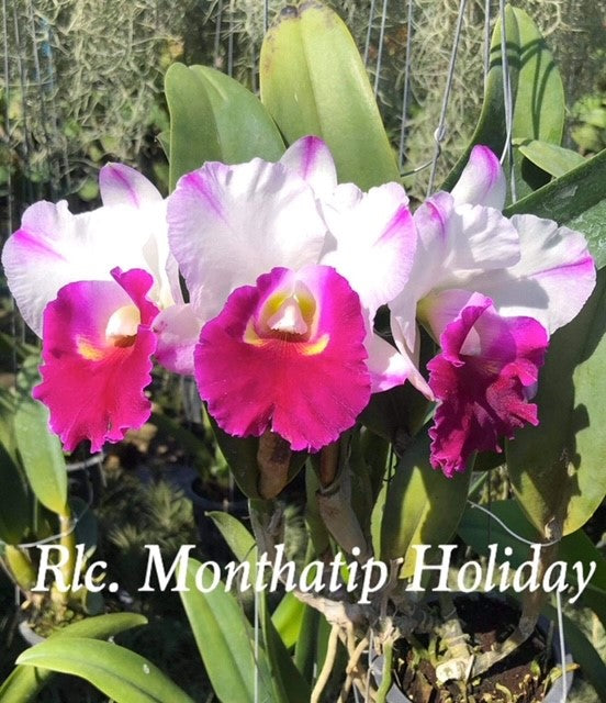 4" Rlc. Monthatip Holiday- Non Bloom