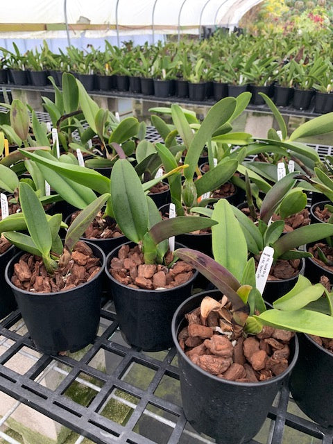 Rlc. Nadia Song x Rlc. Tainan City