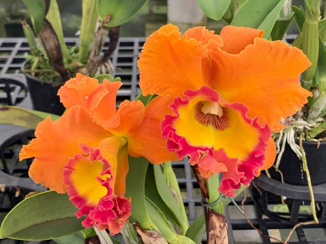 Rlc. Nakornchaisri Delight x Rlc. Chomthong Fancy- Blooming Size