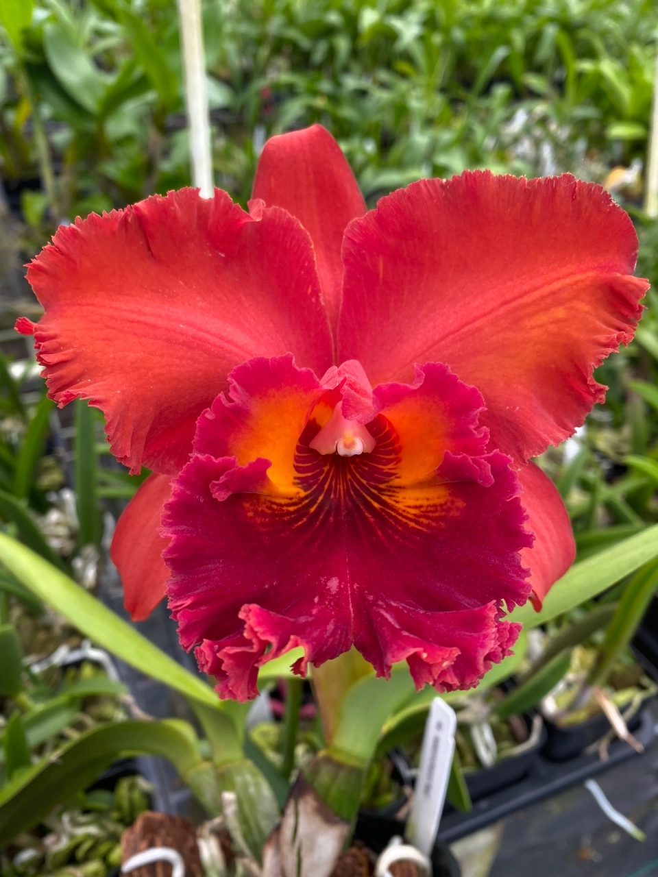 Rlc. Nakornchaisri Red- Blooming Size