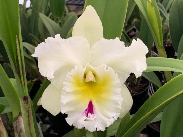 Rlc. Chiantzy Lass x Petch Sayam- Blooming Size