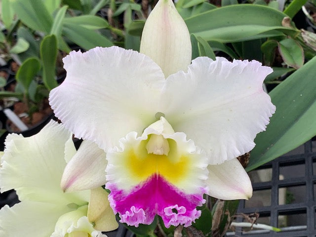Rlc. Porcelain Magic- Non Bloom