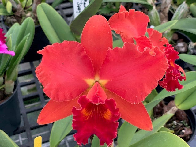 Rlc . Red October 5" pots