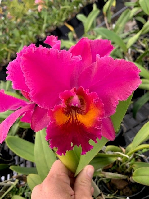 Rlc. Ruth Davis x Mem. Bob Crowder- Blooming Size