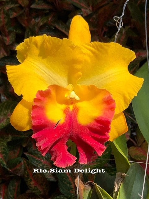 4" Rlc. Siam Delight- Non Bloom
