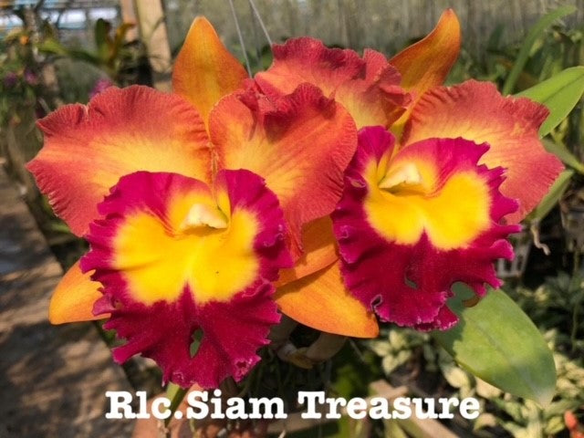 Rlc. Siam Treasure #1- Non Bloom