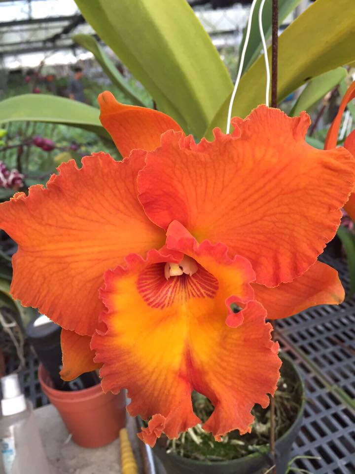 Rlc. Suvarnabhumi Delight x Rlc. Tainan City