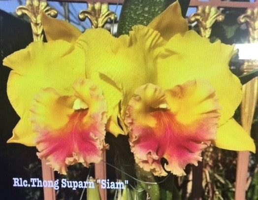 Rlc. Thong Suparn 'Siam'- Blooming Size **SALE