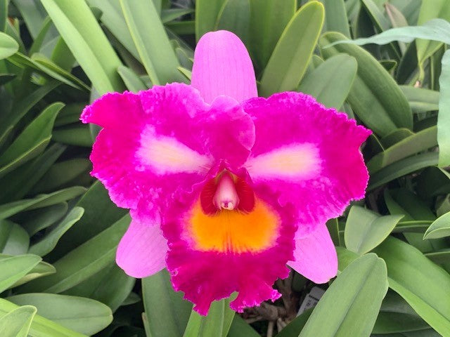 Rlc. Tokyo Bay 'Victory' x Dick Smith 'Paradise'- Blooming Size
