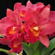Rlc. Volcano Red Sunset- Blooming size
