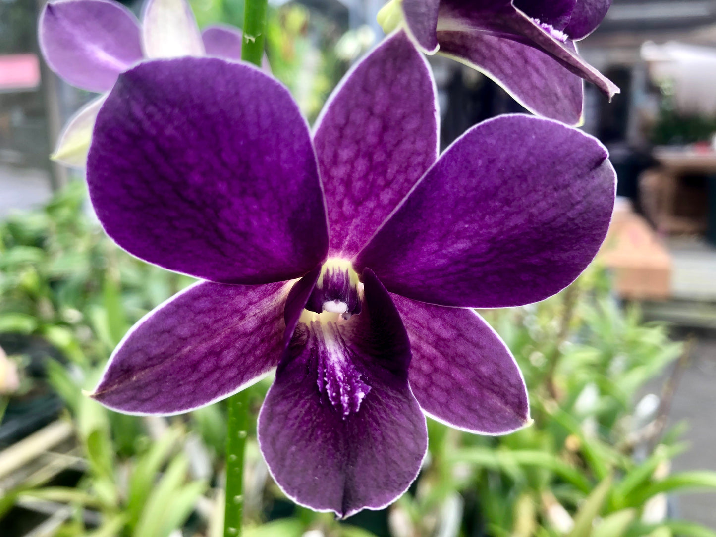 Den. Sakda Blue with a (Black Eco-Pot - Retail Only)